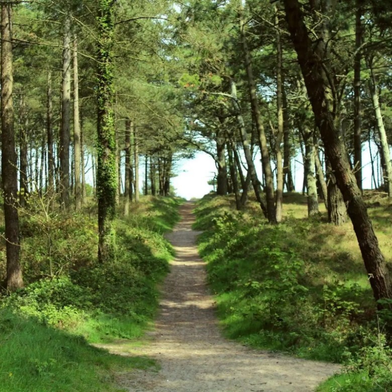 A path through a forest.